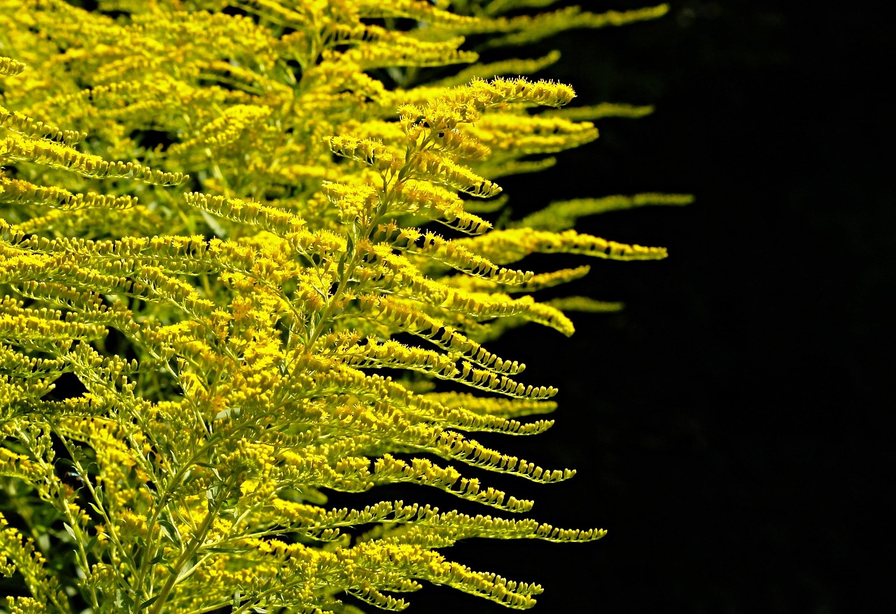 Goldenrod Oil vs the Goldenrod Oil Can: Clearing Up a Famous Mix-Up