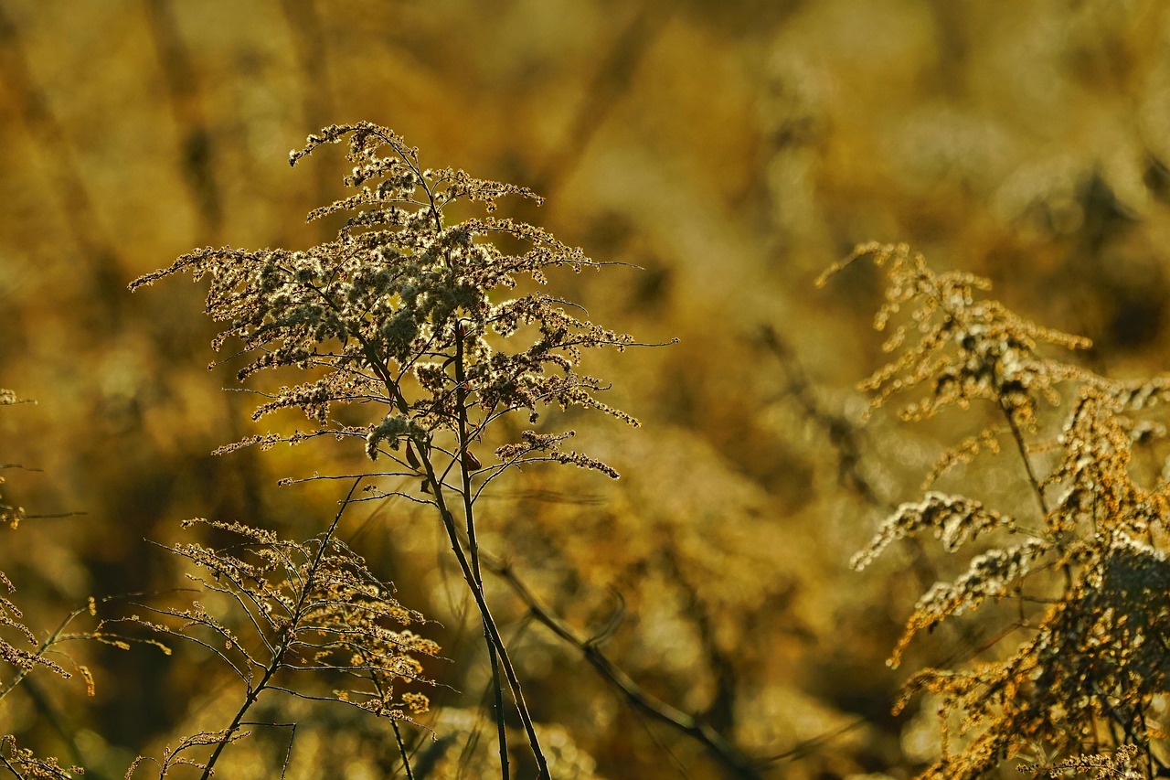 How to Vet a Goldenrod Oil Seller: Quality Signals for a Rare Bottle